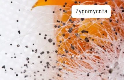 Bentuk Jamur Zygomycota
