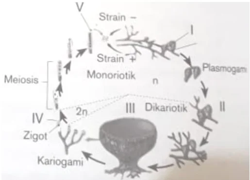 Contoh Soal Daur Hidup Saccharomyces cerevisiea
