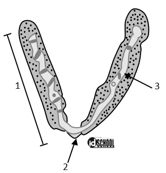 Contoh Soal Struktur Kromosom