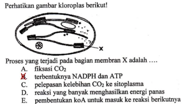 Perbedaan Tempat Reaksi Terangn dan Gelap