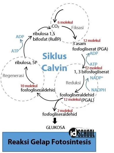 Reaksi Gelap Fotosintesis