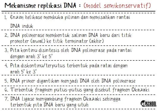 Ringkasan Mekanisme Replikasi DNA