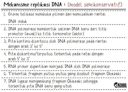 Ringkasan Mekanisme Replikasi DNA