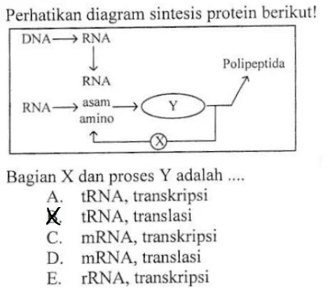 Soal Tahapan Sintesis Protein