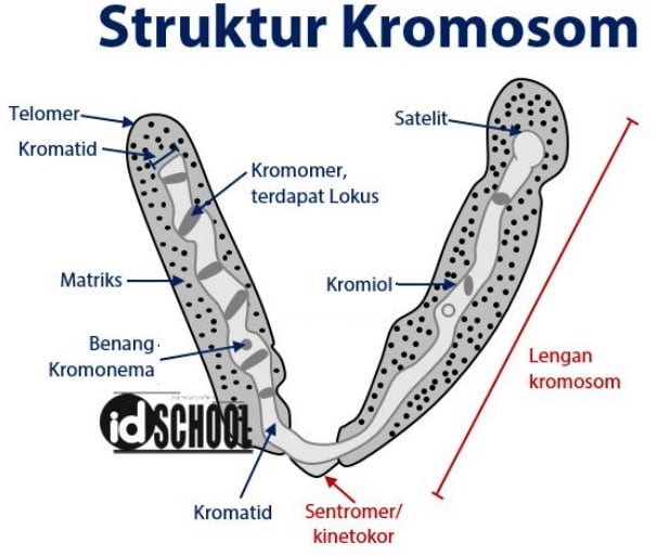 Gambar Struktur Kromosom Dan Keterangan Fungsi Idschool