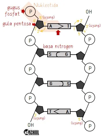 Struktur DNA