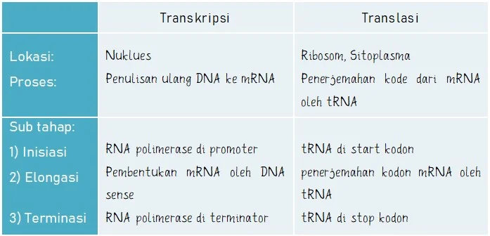 Tahapan Sintesis Protein