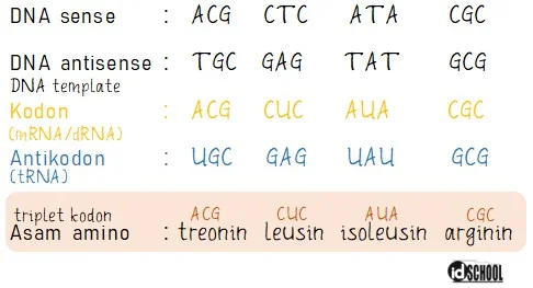 Cara Menentukan Asam Amino dari Kodon Hasil Sintesis Protein