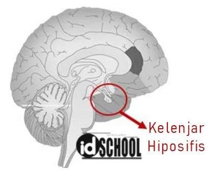 Kelenjar Hipofisis