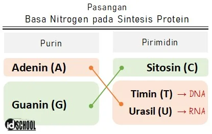 Pasangan Basa Nitrogen dalam Proses Sintesis Protein