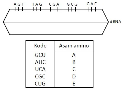 Soal dan Cara Menenrukan Asam Amino Hasil Sintesis Protein