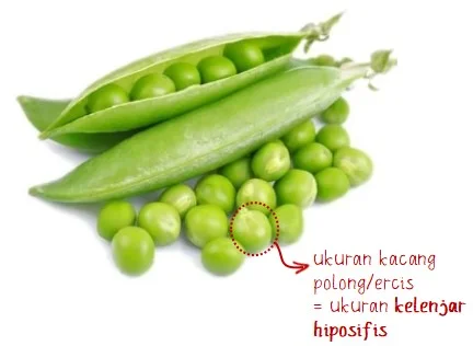 Ukuran Kelenjar Hipofisis
