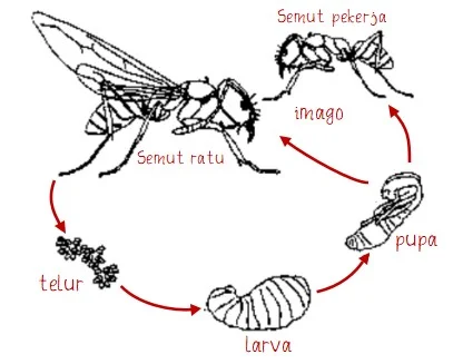 Daur Hidup Semut