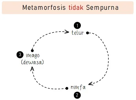 Tahapan dalam Metamorfosis Tidak Sempurna