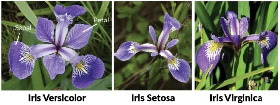 Klasifikasi kNN Iris Dataset