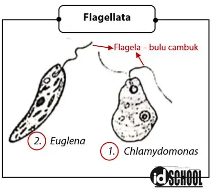 Pengelompokan mikroorganisme pada kelompok Flagellata